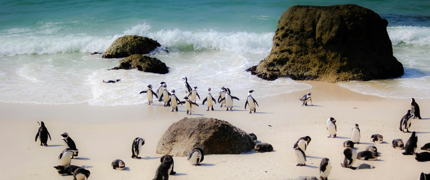 Cape Town Packag