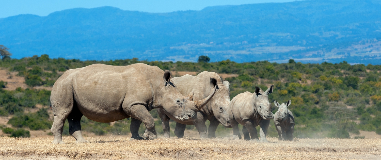 African white rhino