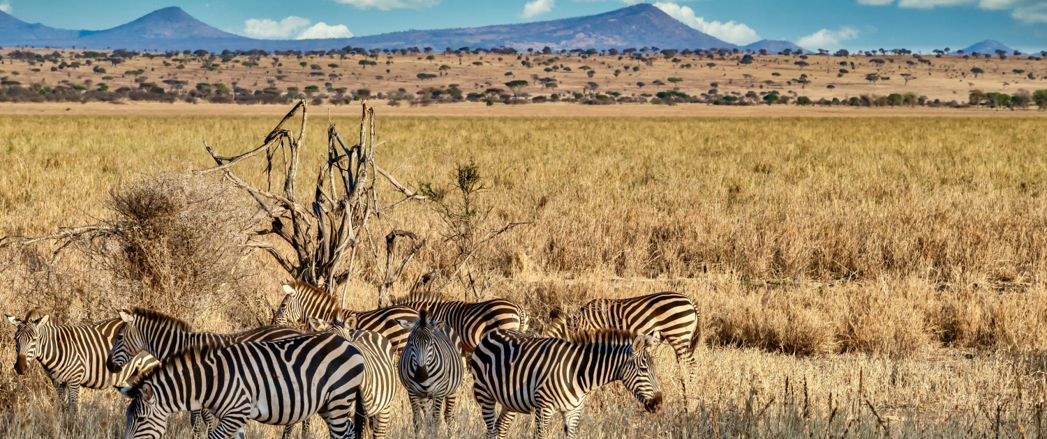 Field covered in greenery surrounded by zebras under the sunlight and a blue sky