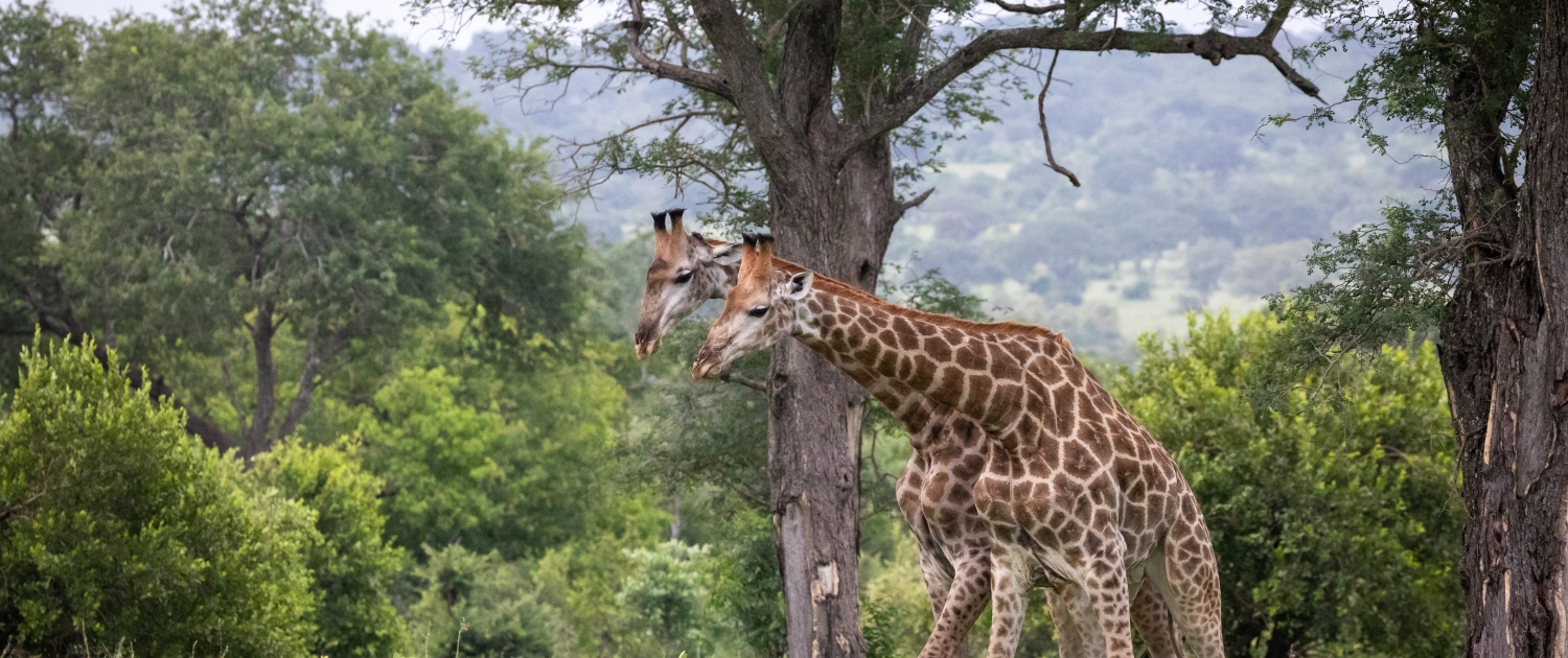 Two cute giraffes walking among the green trees in the wilderness